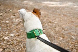 Collier Semi-étrangleur pour chien- Education en douceur et style assuré.